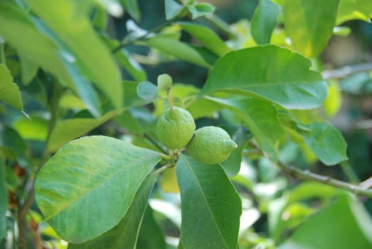 Lemons still green from the plant