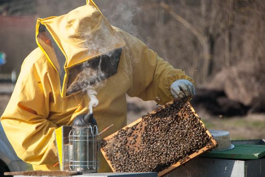 A beekeeper controls the honeys with bees