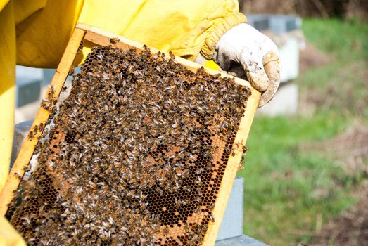 A beekeeper controls the honeys with bees