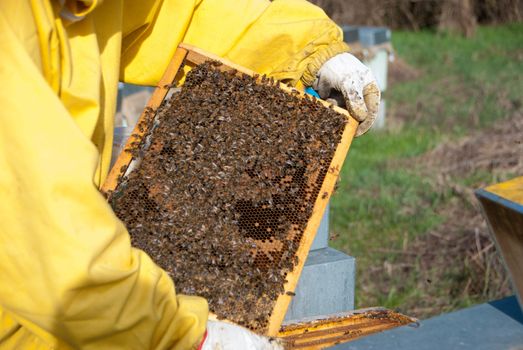 A beekeeper controls the honeys with bees