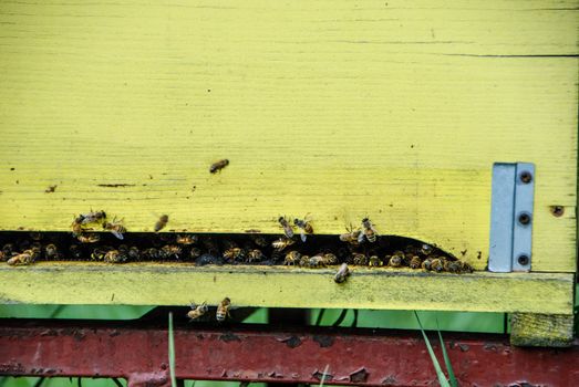 Bees flying in front of the arnia entry