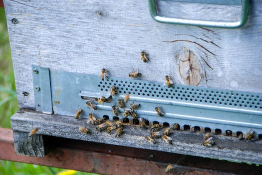 Bees flying in front of the arnia entry