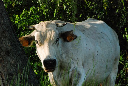 Cows grazing near Montezemolo, Piedmont - Italy