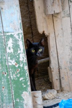 Lonely black cat behind old broken door