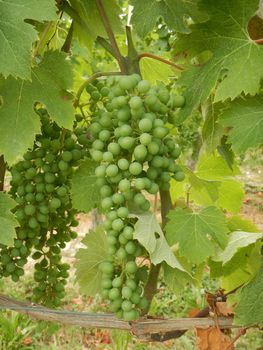 Bunches of grapes still unripe in a vineyard in the Langhe, Piedmont - Italy