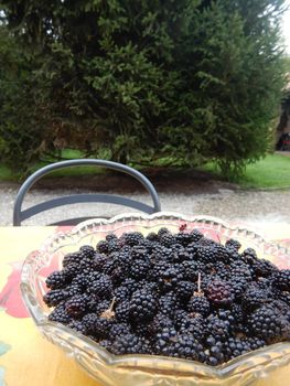 Succulent blackberries in a bowl ready to be eaten