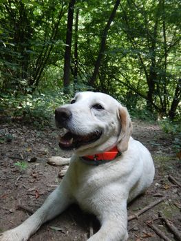 Truffle dog is resting in a forest, La Morra, Piedmont - Italy