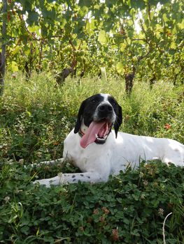 Truffle dog is resting in a vineyard, La Morra, Piedmont - Italy