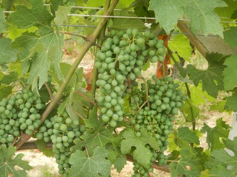 Bunches of Nebbiolo grapes in ripening