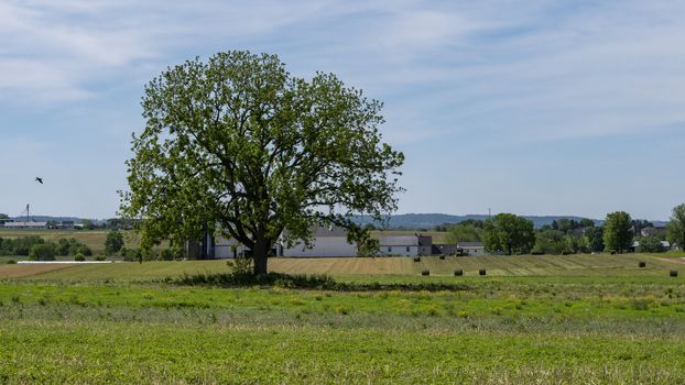 Lonely Tree on Amish Farmland that was just Harvest on a Sunny Summer Day