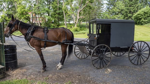 Horse and Buggy Waiting for it's Owner tied up Parked