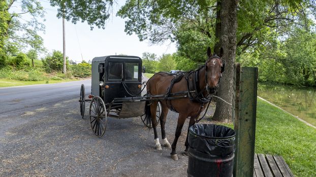 Horse and Buggy Waiting for it's Owner tied up Parked