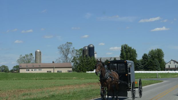View of an Amish Horse and Buggy Going down the Road on a Sunny Day