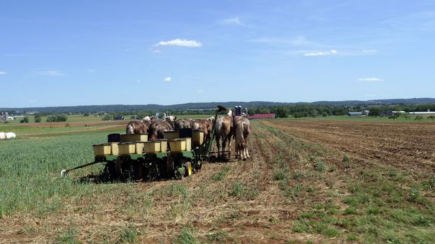 Amish Farmer Seeding with 6 Horses Pulling Seeder on a Sunny Summer Day