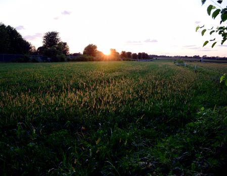 A View on a Sunset Giving a Golden Look to Plant Plumes on a Summer Evening