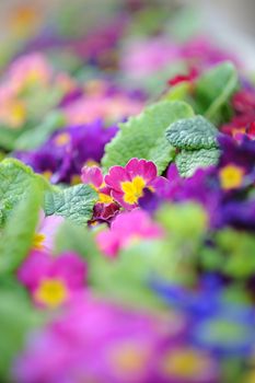 Primrose flowers sprouting in early spring
