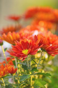 Flowers of chrysanthemum grown in Asia, perennial.