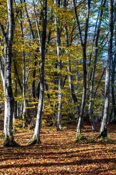 Yellowing trees in a forest in autumn Azerbaijan