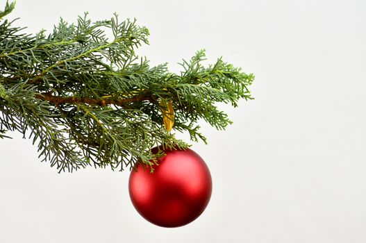 Red New Year's ball hanging on a branch of a Christmas tree.For Isolation.
