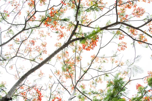 Very beautiful spring tree