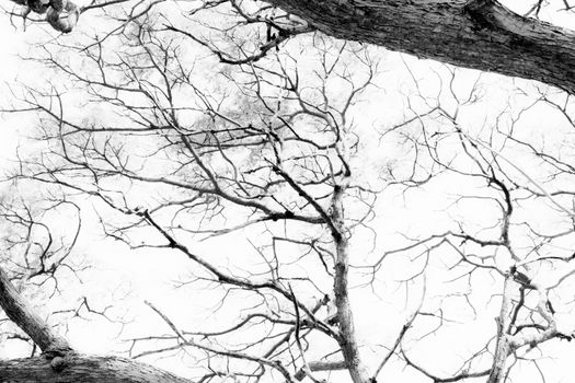 Branching off. Organic White Background