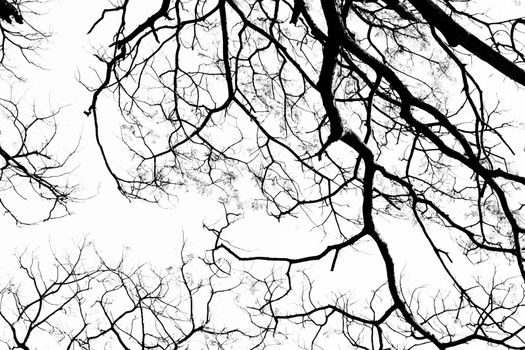Branching off. Organic White Background