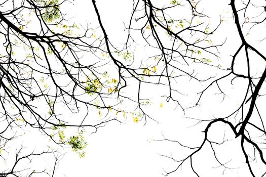 Branching off. Organic White Background