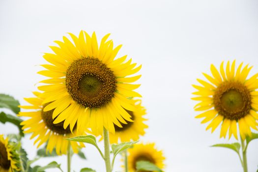 Close-up of sun flower against a blue sky