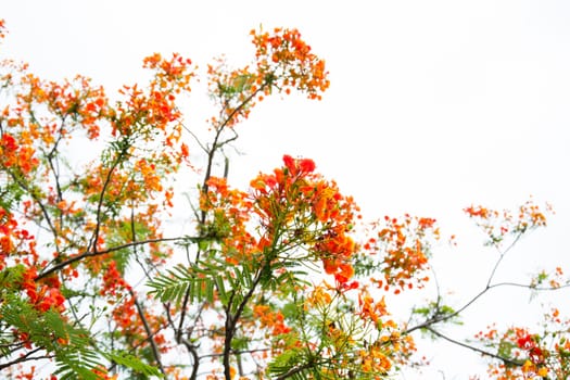 Very beautiful spring tree