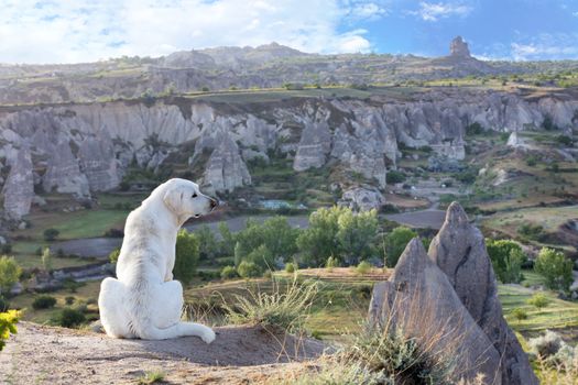 The white dog sits and examines the mountain landscape of Cappadocia in the early morning