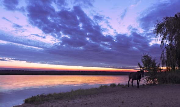 Bright ascending sunlight illuminates a river beach and an old horse standing in a defocus on the river bank