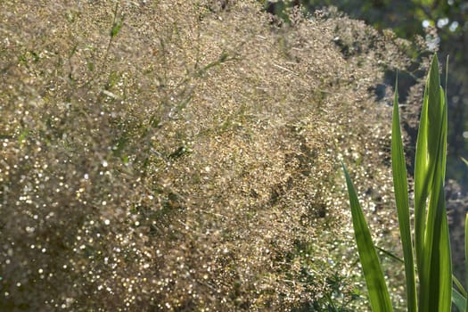 Leaf and bud of young gladiolus in the control of sunlight against the background of a blossoming lush white snowy blossom