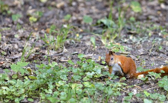 A small squirrel sits and cleans the fur among the green shoots of grass in the autumn park