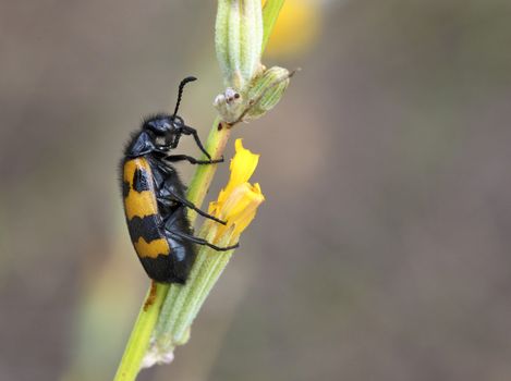 A yellow-black beetle was placed on a field flower to dine with pollen and nectar, close-up