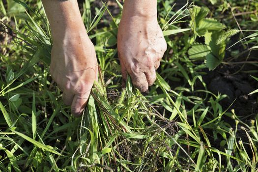 The farmer himself removes weeds from the soil on the field weeding strawberry bushes