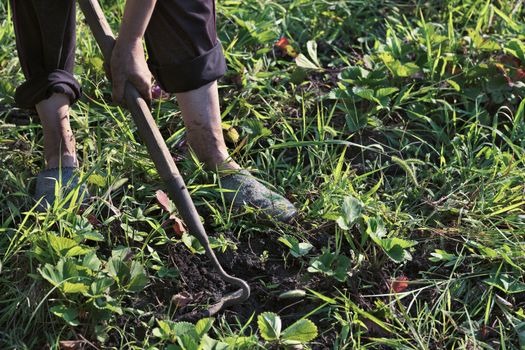 Farmer using a hoe, with his hands removes weeds from the soil on the field