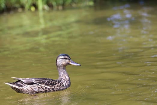 Wild duck with beautiful light brown plumage floating around the green forest lake, close-up