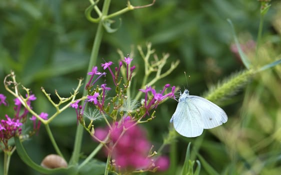 A white butterfly sits on a pink flower and eats a nectar on a light green blurred lawn background