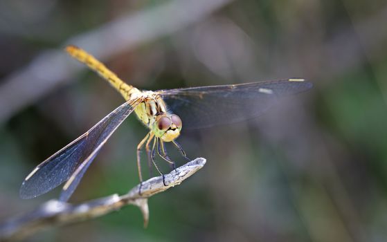 A dragonfly with mother-of-pearl light on its wings sits on a branch on a dark green blurred background