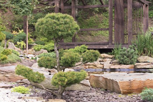 Beautiful garden, bonsai trees, pine trees in a traditional Japanese stone garden