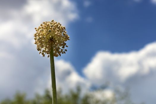 Onion stalk with yellow seed colors against the blue sky and white clouds.