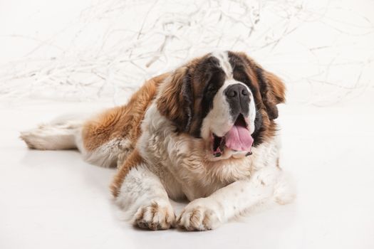 Big st. bernard lying on a white studio background