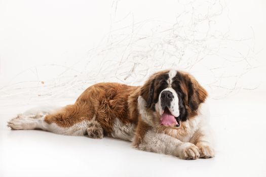 Big st. bernard lying on a white studio background