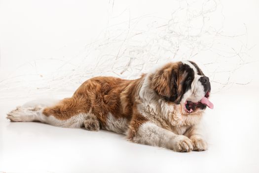 Big st. bernard lying on a white studio background