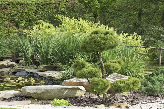 Beautiful garden, bonsai trees, pine trees in a traditional Japanese stone garden