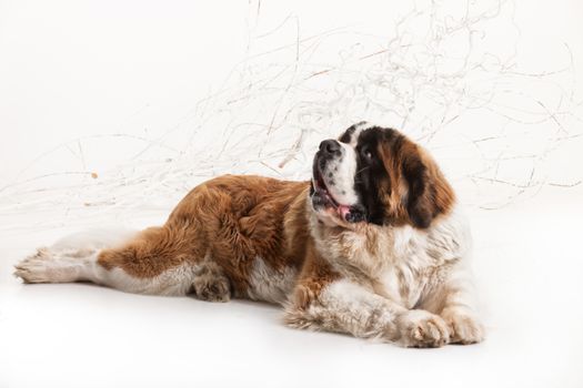 Big st. bernard lying on a white studio background