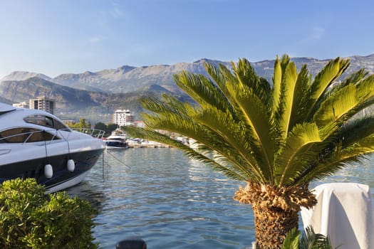 Colorful coco palm crown of a green palm tree on a background of a sea bay, boats and mountains