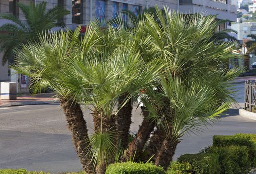 A group of small, lush and green palms grows on the roadside of the city avenue