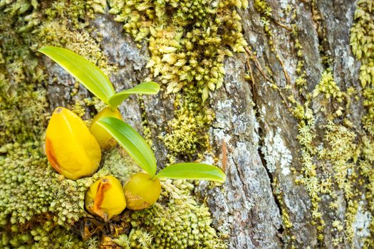 Orchid and moss on the tree in tropical forest. Closeup and copy space.