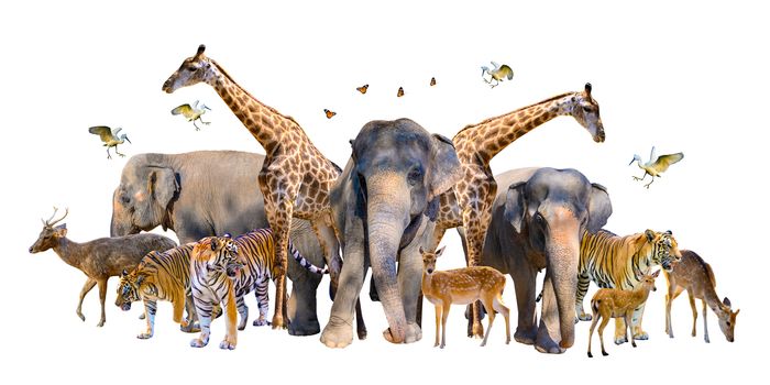 A group of wildlife such as deer, elephants, giraffes and other wild animals grouping together in a white background.Isolate